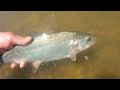 trout fishing st vrain state park