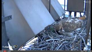 2013 Cornell RTH Cam-March 17, 2013 @ 0702 hrs EDT.