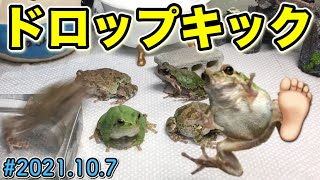 ドロップキック炸裂！空腹でイライラ豆太郎/Japanese tree frog wrestling technique