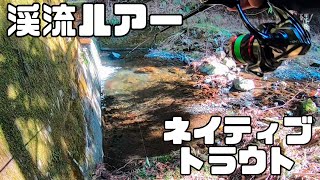 【アマゴ】渇水の渓流でルアーを投げてみると⋯！2月の渓でアマゴ釣り【冬アマゴ/ネイティブトラウト/渓流釣り/ルアー】