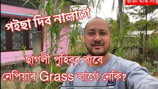 পইছা নিদিয়াকৈ Napier Grass লাগে যদি যোগাযোগ কৰিব কিন্তু এটা চৰ্ত ।চেনেল 👉🏻@Pranjalgogoibusinessidea