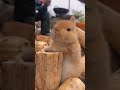 This bunny is the ultimate foodie! 🐇