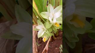 இன்ப அதிர்ச்சி திக்குமுக்காடிட்டேன் இயற்கைக்கு நன்றி🙏Turmeric flowers#nature#gardening #shorts