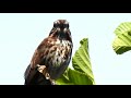 song sparrow （melospiza melodia）歌带鹀 5 7 18 cranberry lake