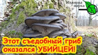 ОСТАВИМ КОММЕРСАНТОВ БЕЗ ШТАНОВ: просто СОБЕРИТЕ ЭТИ ГРИБЫ и закопайте в огороде. Оздоровление почвы