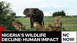 Nigeria's Wildlife Decline: Human Impact