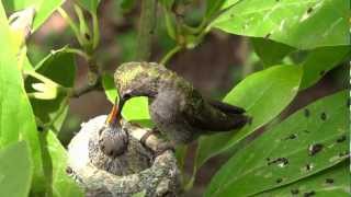 Sony DSC-HX20V Test Video [Hummingbird Chick Feeding]