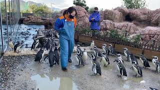 マゼランペンギンとスタッフ＠上越市水族館うみがたり