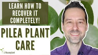 Pilea Plant Care: Learn How to Recover It COMPLETELY!