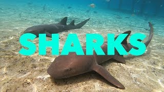 SHARKS! - Episode 53 - Lady K Sailing