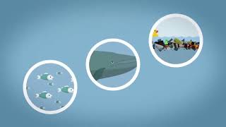 Kurzgesagt In a Nutshell! The Gulf Stream Explained