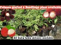 Pulason grafted & Seedlings plant available/पूरे भारत में होम डिलीवरी उपलब्ध /WhatsApp 9062349546