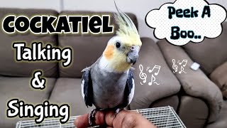 Cute Cockatiel Singing || Talking Cockatiel Pebble   #cockatiel #cockatielsinging #ginger #cookie