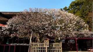 大宰府天満宮 「飛梅」