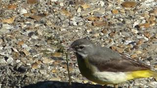 Grey Wagtail with Female Banded Damselfly, in beak. 2