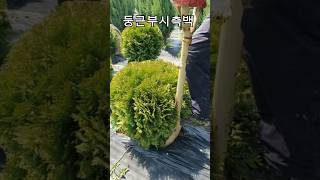 🌳 둥근부시측백, 포인트조경수 추천합니다. 🌳