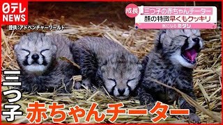 【ほのぼの】三つ子の赤ちゃんチーター  顔の特徴クッキリ