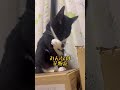 飼い猫かず君　お部屋で花粉症対策 shorts 猫