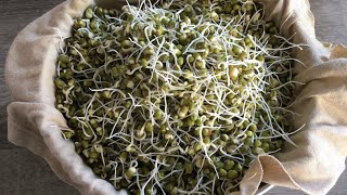 Perfect Sprouts making at home / Easy Moong sprouts Recipe #Shorts e86