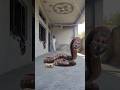 Snakes Fall Out Of House Ceiling P2 🥴|#shorts|#trending|TNM |