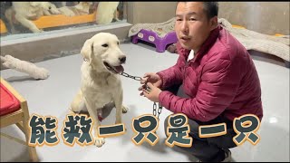 2023-10-20 Xiaoxu's Mountain Life with Dogs 承诺过大家不在救狗了，但是看着一条一条的狗狗被杀，我只能继续把它们带回家园。