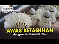 Serasa pake Cock Yonex 350K, padahal cuma 100 Ribuan.. Review Lengkap Majapahit Shuttlecock