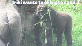 Gorilla Iriki: Dear, Can I entry to cave or no?! 🤣 15/07/2022