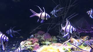 Cardinal reef fish schooling in a display tank