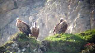 Gänsegeier in Hoch-Savoyen -- Vautours fauves/Haute-Savoie (2)