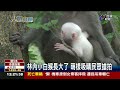 林內小白猴長大了萌樣吸睛民眾搶拍