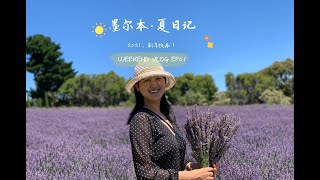 墨尔本 | 周末Vlog 2021 EP01：做提拉米苏 | Maroondah 大坝野餐 | Red hill 摘🍒 赏薰衣草