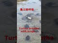 亀が溺れﾀﾋぬ drowned turtle