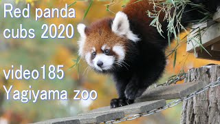 八木山レッサーリポート185 レッサーパンダ 赤ちゃん Red panda cubs at Yagiyama zoo Video_185 八木山動物公園