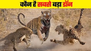 बाघ, चीता और तेंदुए में कौन है सबसे बड़ा योद्धा  । Tiger, Leopard \u0026 Cheetah - Who Will Win The Fight