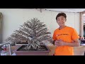 bonsai station workshop station ep.44 ริดใบทำรายละเอียดต้นโมกหนูลา