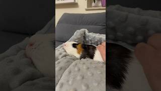 She's incredibly cute #animals #cute #zwierzęta #животные #guineapig