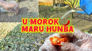 U MOROK(King Chilli) maru hunba|Home Gardening|Manipuri