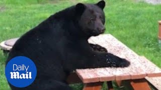 Bizarre moment real life Yogi sits like a human at picnic table