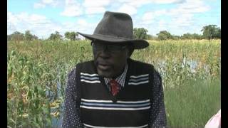 Flash floods damage crop fields in Zambezi region-NBC