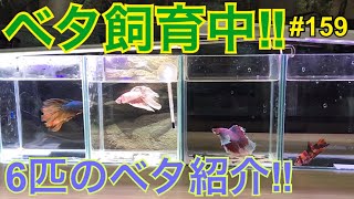 【ベタ】飼育 Betta breeding 159 ウチの6匹のベタ全て紹介します！