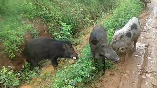 Wild boar | වන ඌරන්.#Gosha_SL