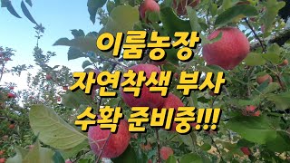 이룸농장 - 부사 자연착색, 수확 준비중, 귀농8년차