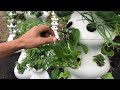 how to harvest choy sum asian greens