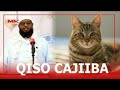 Qiso Gabadhii Gubtay Bisada || Sheekh Maxamuud Xaliike