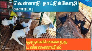 ஒருங்கிணைந்த பண்ணையில் ஜமுனாபாரி ஆடு மற்றும் சண்டைக்கோழி வளர்ப்பு