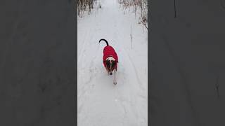 Когда очень любишь зиму и снег ❄❤ #shorts #funnydogs