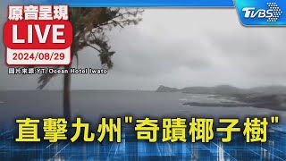 【原音呈現LIVE】珊珊登陸鹿兒島 直擊九州”奇蹟椰子樹”