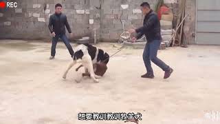 比特犬以为自己无敌，挑衅大型牧羊犬，结果被打的面目全非#神奇动物在抖音 #野生动物零距离 #狗狗 #比特犬