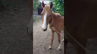 घोडा कसा दिसतो ते पहा 🙈 | Sharyat-शर्यत | #horseriding #horse #horserace #ghoda