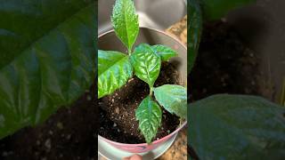 The latest progress in loquat cultivation种枇杷的最新进展